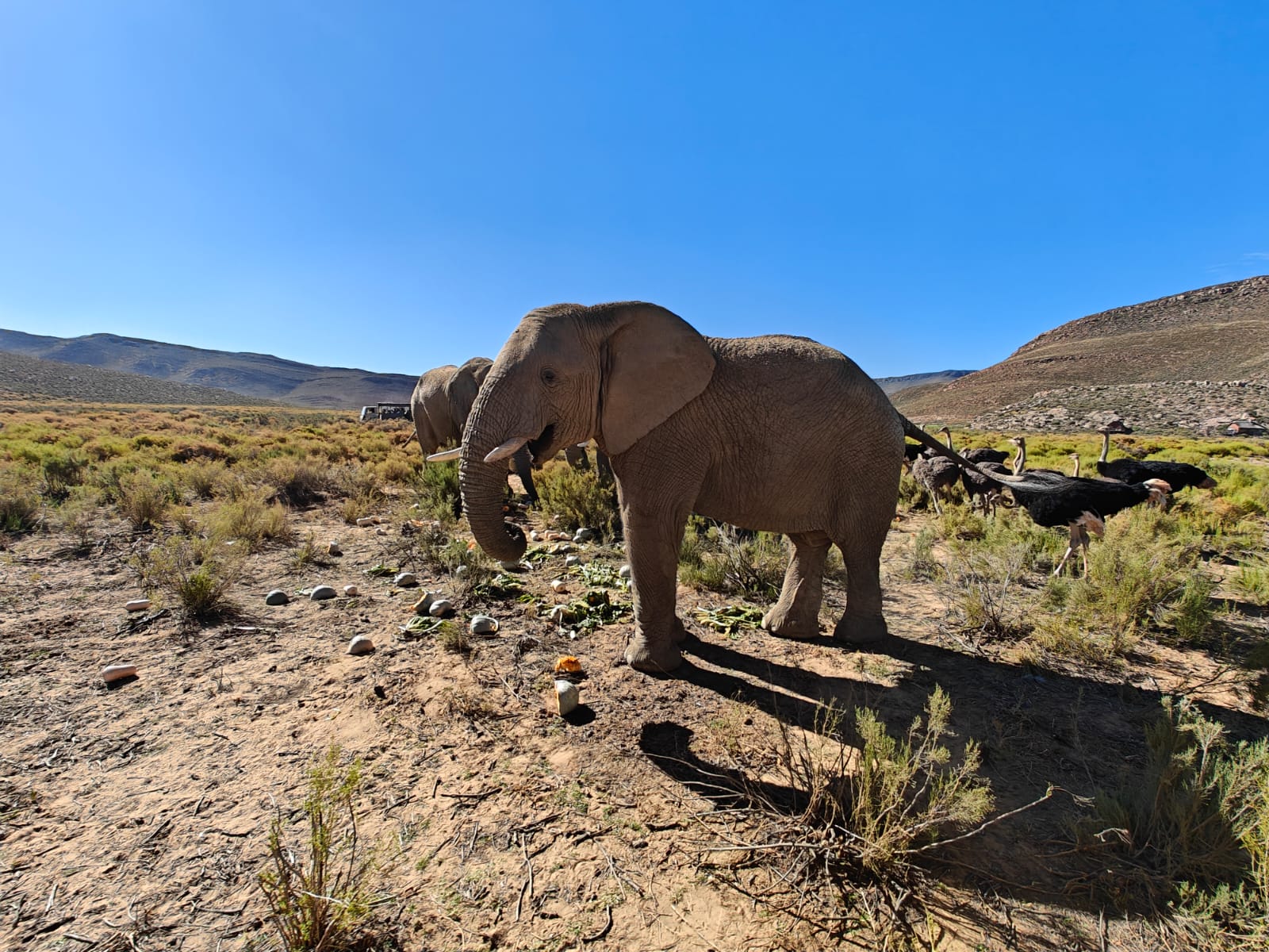 Aquila Game Reserve - Safari 21